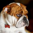 How to Take Care of Your English Bulldog