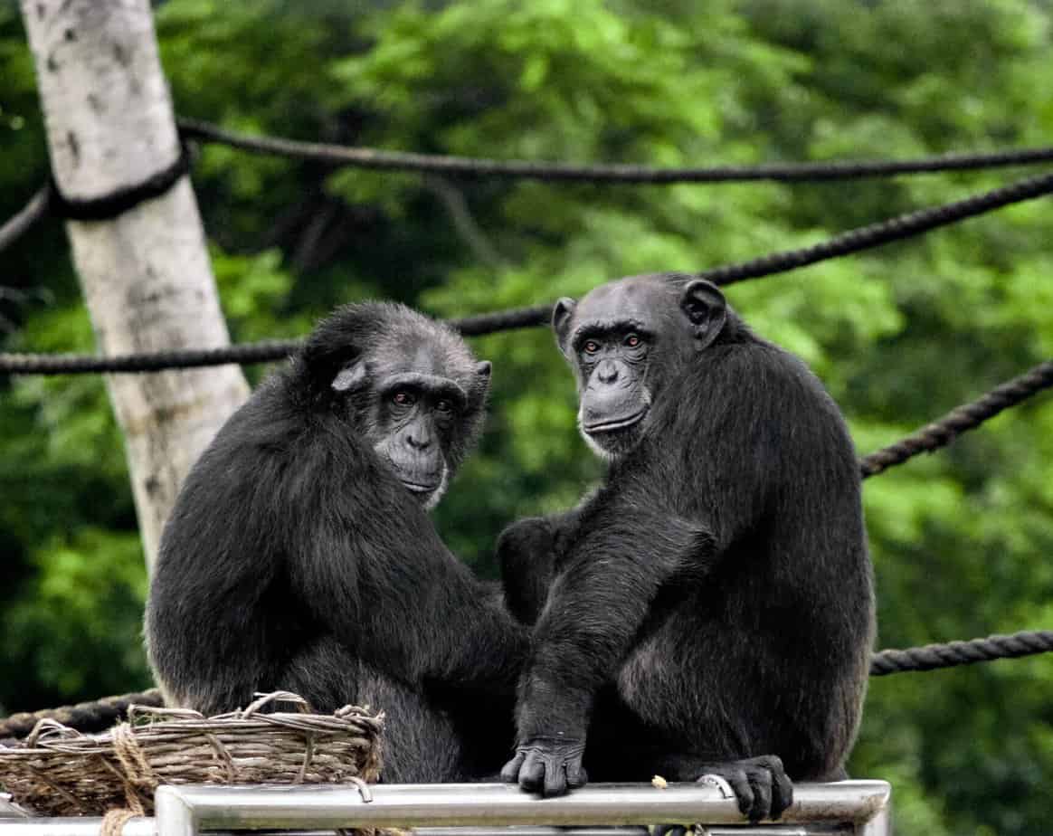 What is worth knowing about chimpanzees?