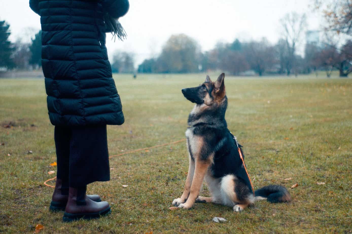Ottawa Dog Training: Why You Should Train Your Dog