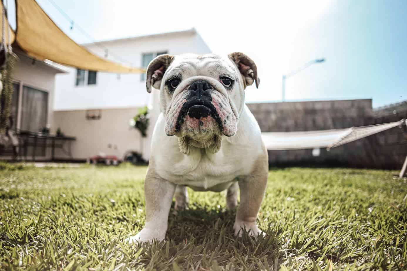 English Bulldog Breeders: The Best of the Best