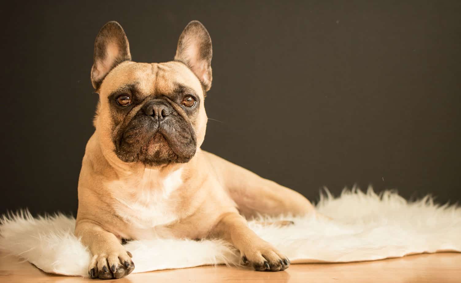 Choosing Your First Dog: What to Consider When Shopping for French Bulldog Puppies for Sale