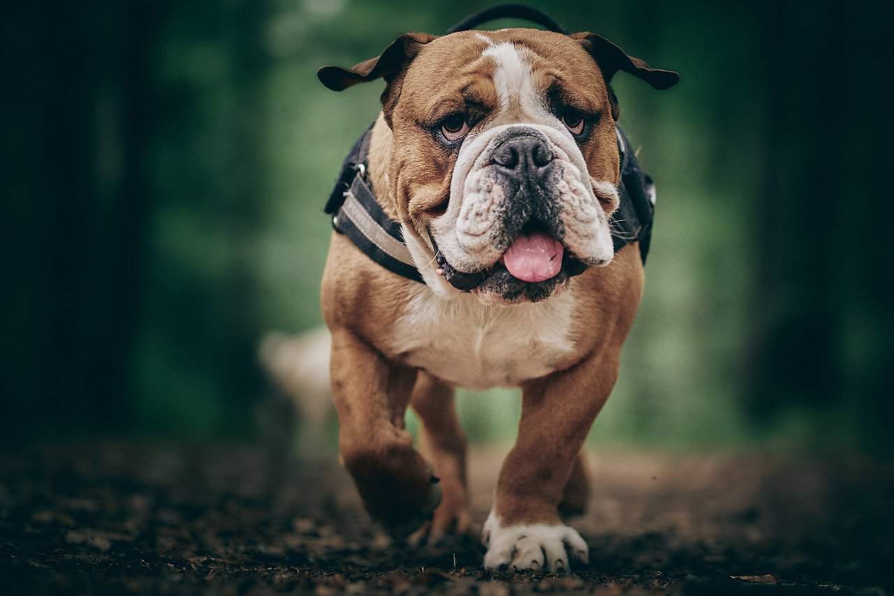 The must-have dog accessories for your female English Bulldog puppy