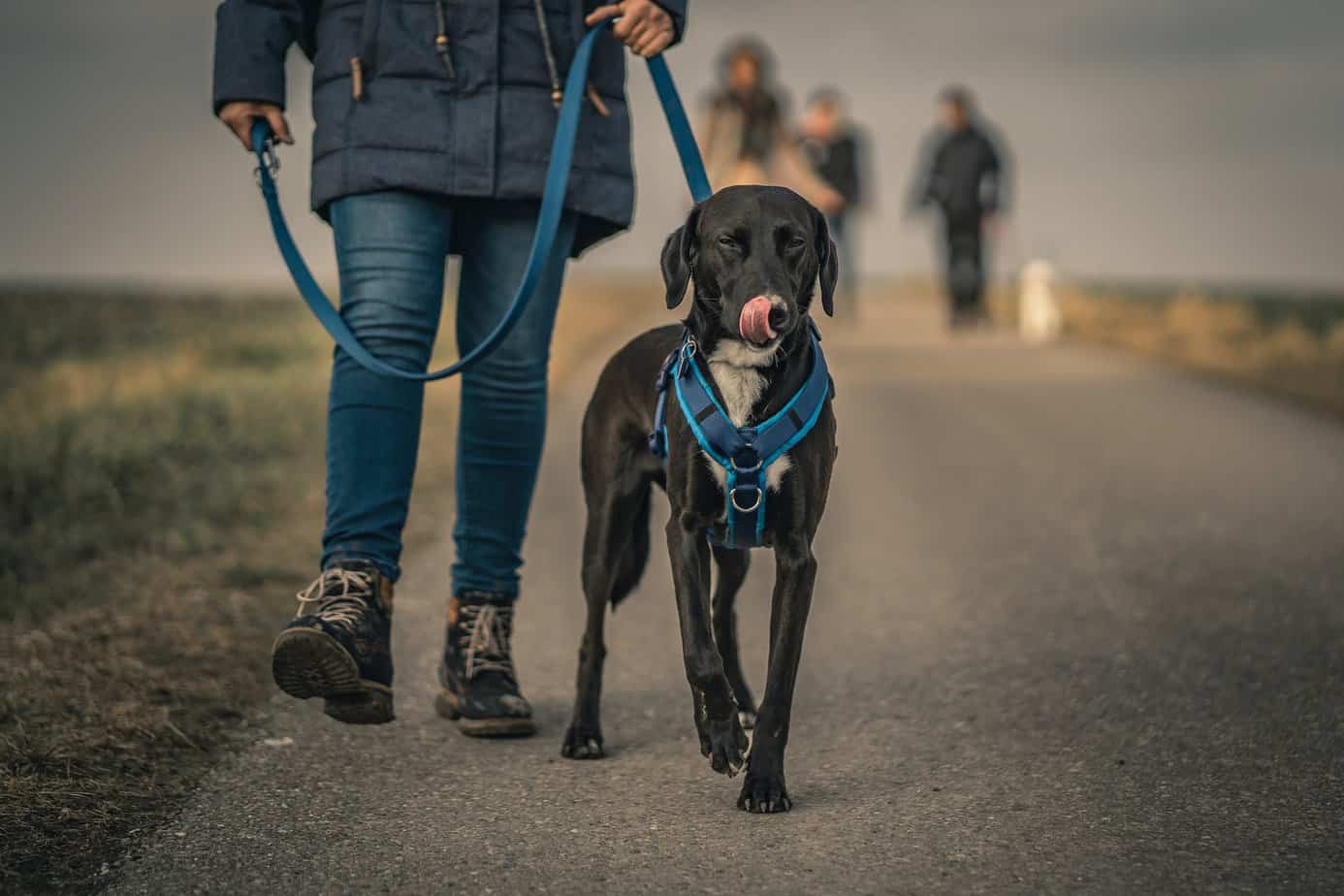 Choosing the Perfect Fit Dog Harness and Leash: A Guide for Responsible Pet Owners